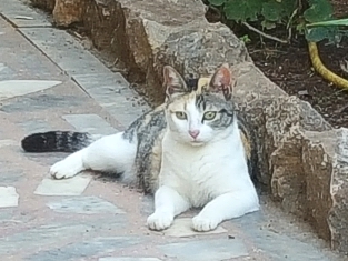 Betsy 2