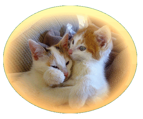 Katzenpaar