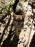 Pate gefunden.. Straenkatze klein