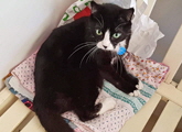 Bastet