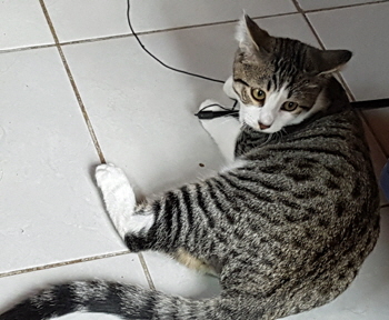 Bimba2