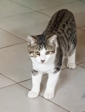 Bimba3