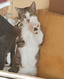 Bimba4