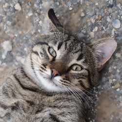 Boris1a
