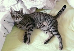 Boris4