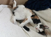 Cleo-1