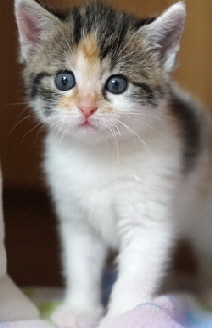 Delia