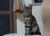 Diego