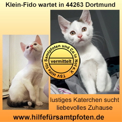 Fido Collage vermittelt