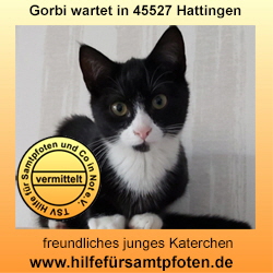 Gorbi Collage vermittelt