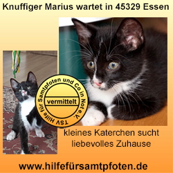 Marius Collage vermittelt