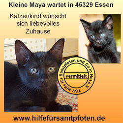 Maya Collage vermittelt