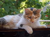 Melissa3--Paten gefunden#