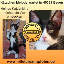 Melody Collage vermittelt