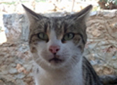Mona1