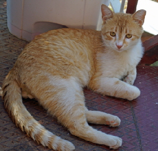 Sarman2