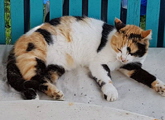 Sissi