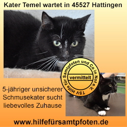 Temel Collage vermittelt